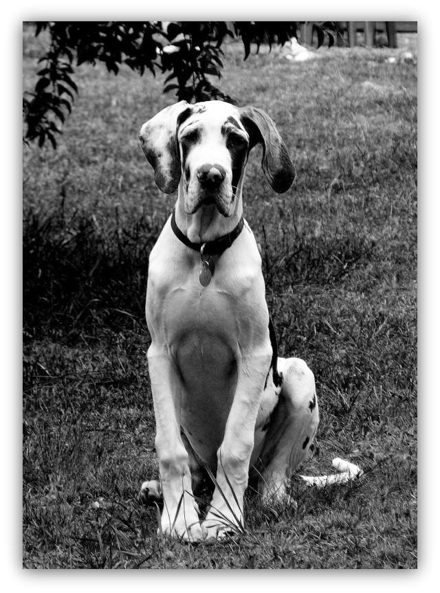Proprio De Dogue Allemand 1 Forum Cheval