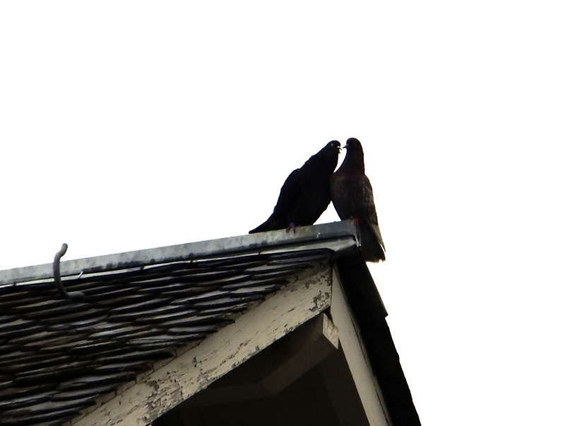 dscf0514.jpg
