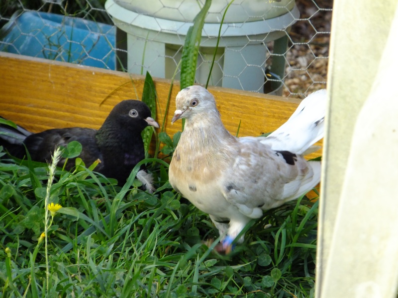 dscf9412.jpg