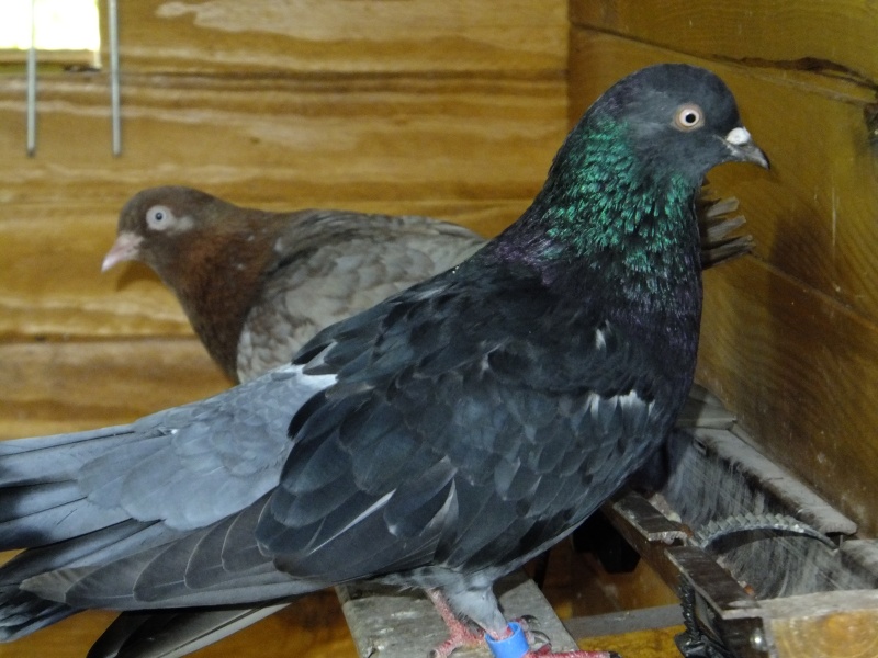 dscf9413.jpg