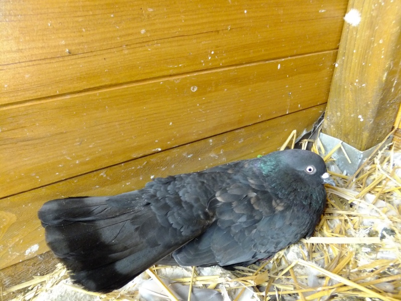 dscf9510.jpg