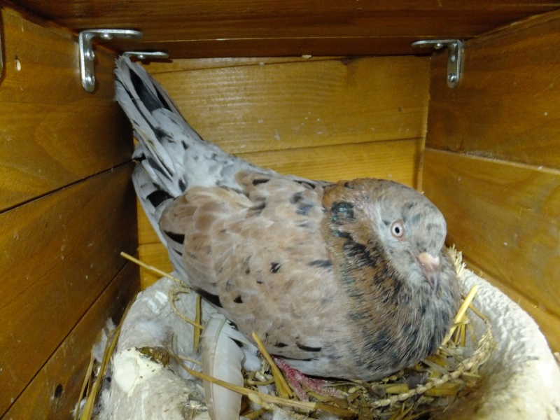 dscf9511.jpg