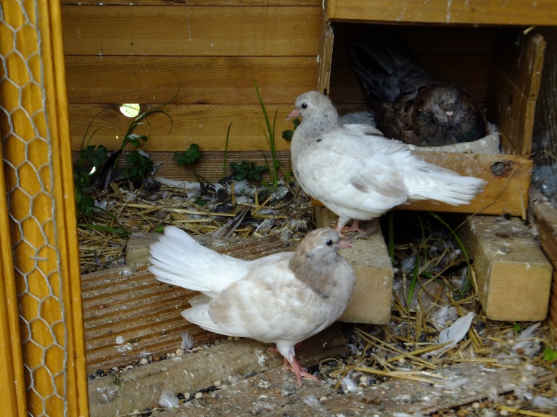 dscf9612.jpg