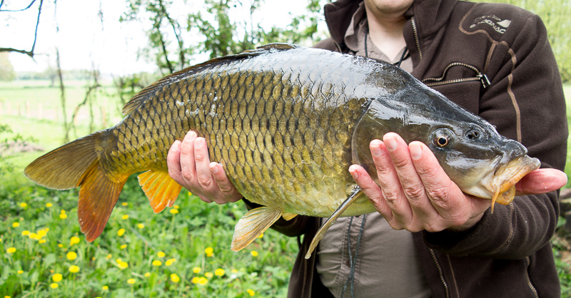 La pêche sur la brème à 2014