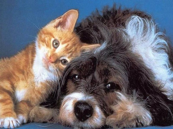 tendresse chat chien