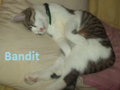 bandit11.jpg