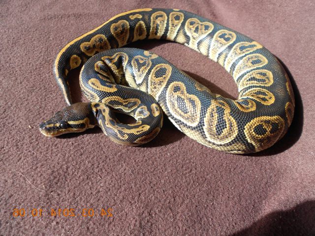 python15.jpg