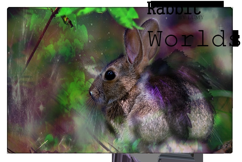 rabbit10.jpg