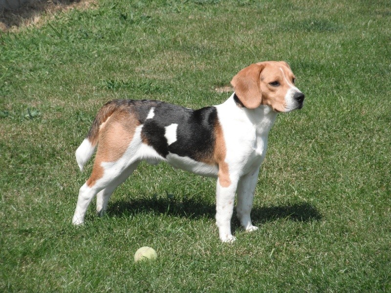 beagle10.jpg