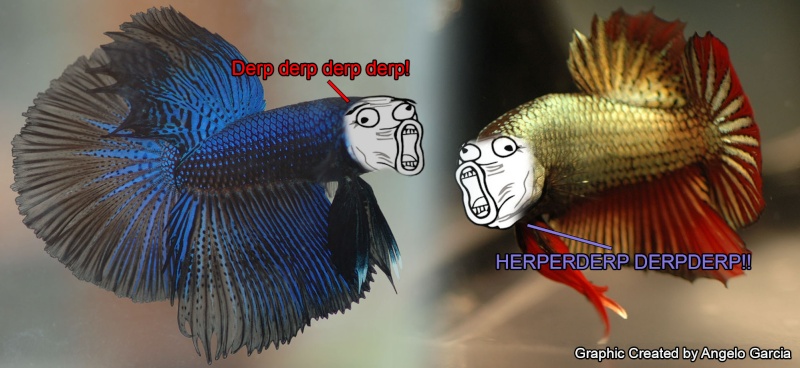 Betta Fish Meme | atelier-yuwa.ciao.jp