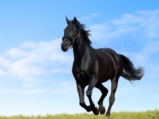 cheval10.jpg