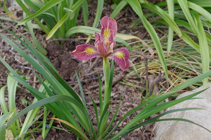 iris_p10.jpg