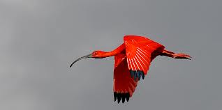 ibis_r10.jpg