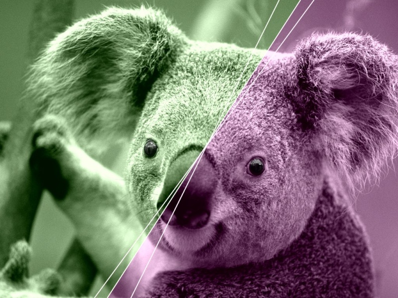 koala_10.jpg