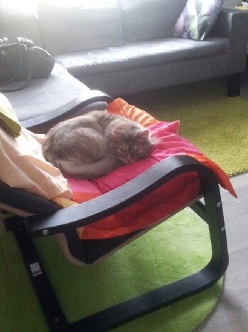 Chat villeneuve saint georges