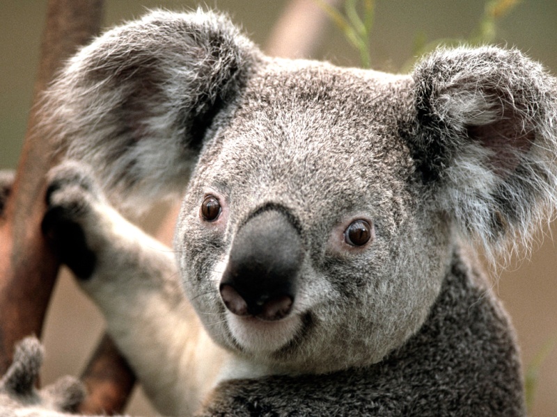 koala10.jpg